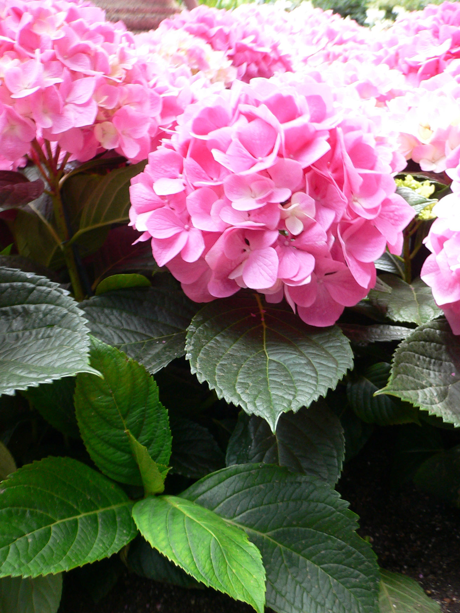 Hortensia Hydrangea macrophylla