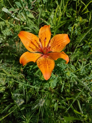 Lys orangé (Lilium bulbiferum) — photo 2