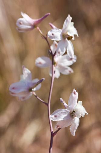 Delphinium — photo 3