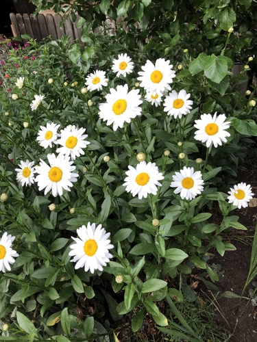 Leucanthemum maximum — photo 1