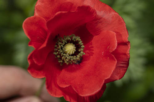 Coquelicot (Papaver rhoeas) — photo 3