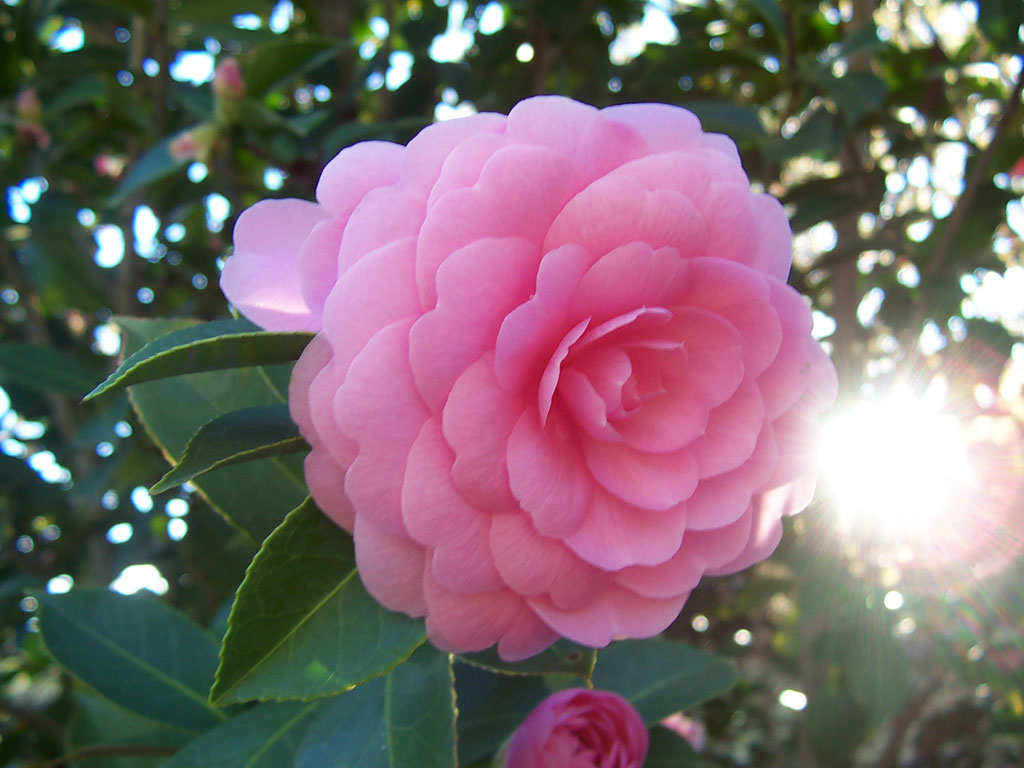 Camélia Camellia japonica