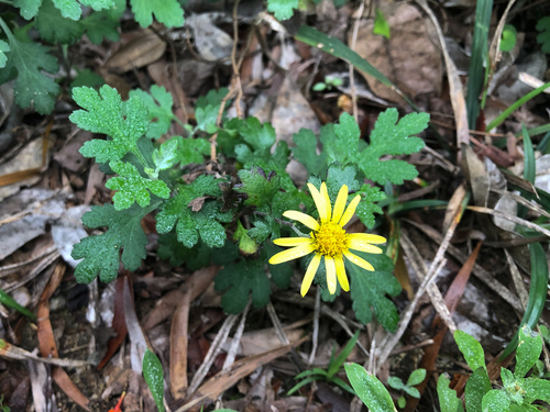 Chrysanthemum indicum — photo 2