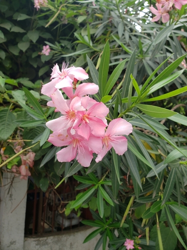 Nerium oleander — photo 3