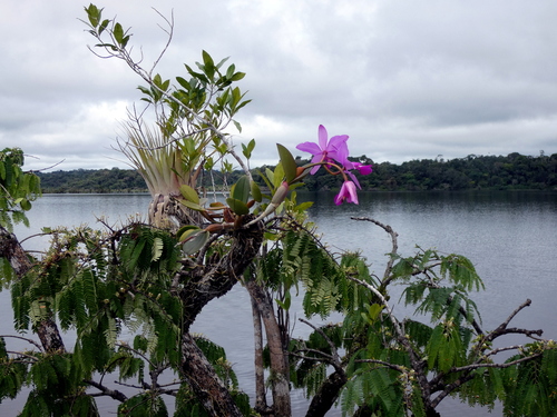Cattleya — photo 3