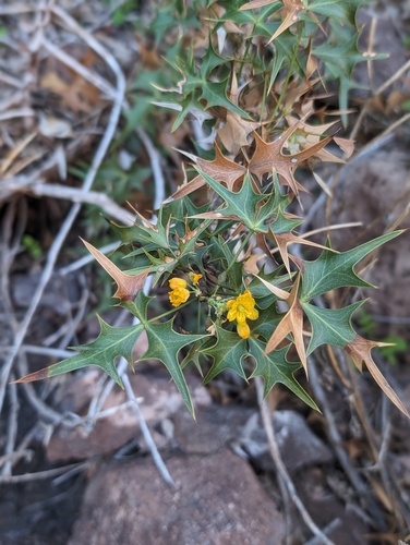 Berberis — photo 2