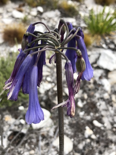 Agapanthus — photo 2