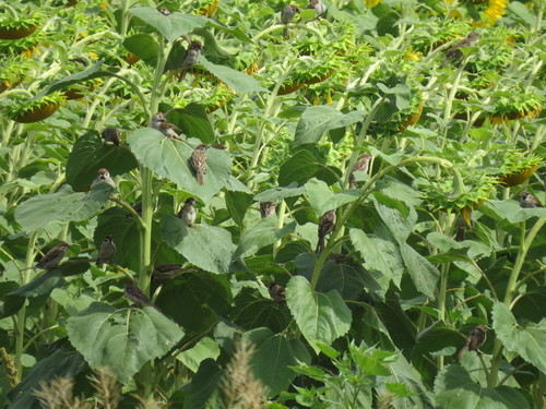 Helianthus annuus — photo 3