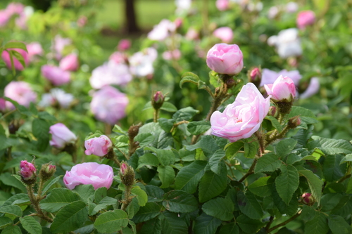 Rose de Mai (Rosa × centifolia) — photo 1