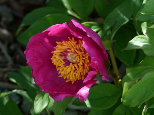 Pivoine officinale (Paeonia officinalis) — photo 2