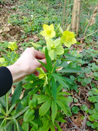 Helleborus — photo 3
