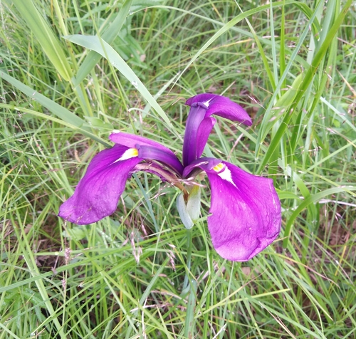Iris ensata — photo 2