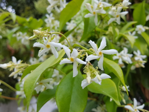 Trachelospermum jasminoides — photo 3