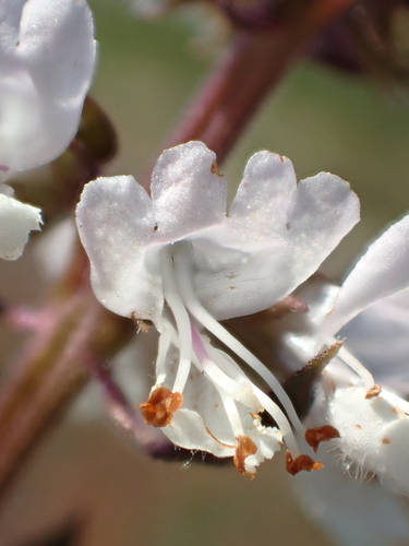 Ocimum basilicum — photo 2