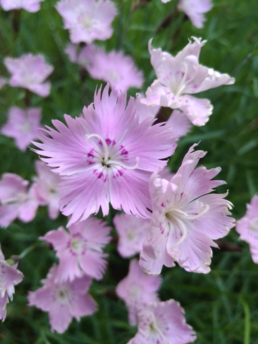 Dianthus plumarius — photo 1