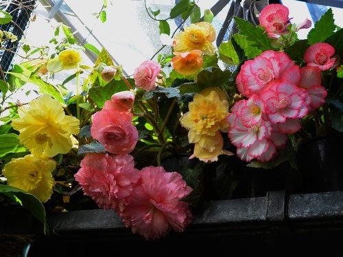Begonia × tuberhybrida — photo 1