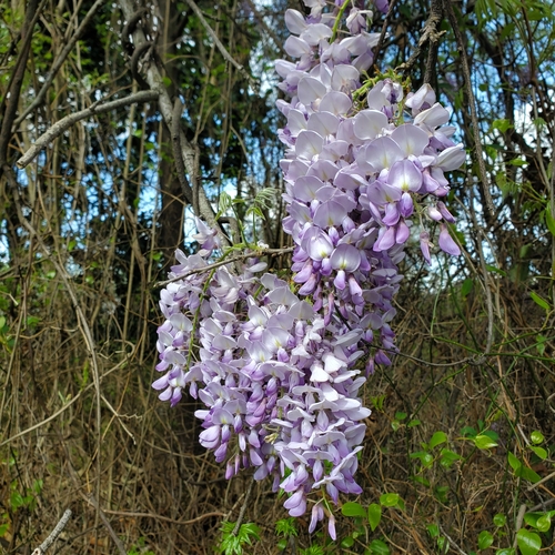 Wisteria sinensis — photo 1