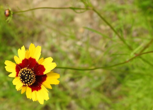 Coreopsis — photo 3