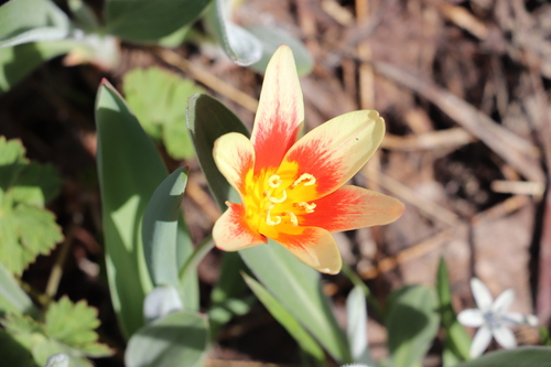 Tulipe nénuphar (Tulipa kaufmanniana) — photo 1