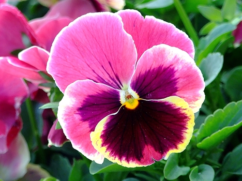 Viola × wittrockiana — photo 1